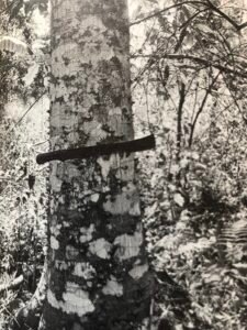 Base: léger empattement.Fût: droit, cylindrique, hérissé d'épines aplaties surtout chez les jeunes arbres, long 15 m diamètre 0.80 m.