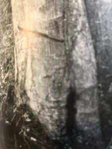 Base: petit empattement. Fût: souvant sinueux et irrégulier; long 15 m diamètre 1.2 m.