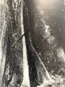 Base: contrforts minces ailés développés, s'élevant jusqu' à deux métres de hauteur. Fût: droit, cylindrique, long 25 m, diamètre 1 m.