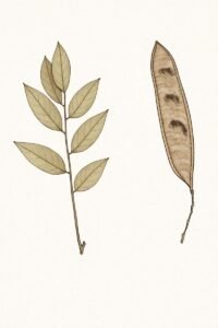 Feuilles: caduques, alternes composées pennées, onze à sept folioles altrenes, terminé en pointe, à limbe papyracé glabre, cinq à 10 paires de nervures latérales peu visibles.Fleurs: Fruits: gousses linéaires, oblongues, brunes, à surface lisse brilliante parcheminée, sillonées sur tout le pourtour, indéhiscentes.