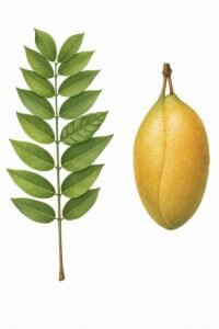 Feuilles: alternes composées pennées, cinq à dix paires de folioles, plus une foliole terminale, glabre.Fleurs: violettes en grande grappes.Fruits: gousses pendantes au bout d'un long pédoncule, ovoides, glabres, ressemblant à une petite mangue.