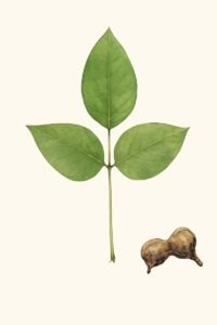 Feuilles: caduques, alternes composées pennées, à une paire folioles plus une foliole terminale plus grande, à neuf paires de nervures secondaires, à pétiole glabre muni d'épines très crochues.Fleurs: présentes quand l'arbre est défeuillé, rouges.Fruits: gousses ligneuses brûnatres, enroulées, renflées en un à huit articles successifs au niveau des graines.