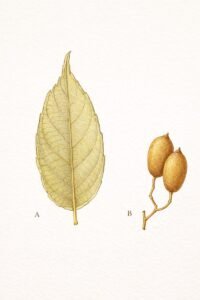 Feuilles: opposées, simples, entières, coriaces, deux à quatre nervures secondaires très ascendantes partant de la base et atteignant la pointe du limbe, nervilles serrées paralléles, teinte jaunâtre ou grisse à terre.
Fruits: drupes globuleuses avec bec, brun doré.