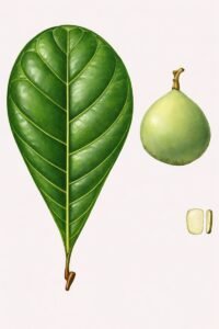 Feuilles: persistantes, opposées, simples, à sommet arondi, à base éffilée, à limbe luisant épais et souple, à pétiole.