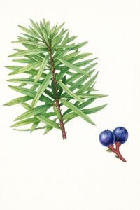 Feuilles: persistantes, en élices le long du rameau, simples, très allongées, pétiole courtFleurs: inflorescences mâles disposées par une à trois, jaune rougeâtre, fleurs femelles solitaires.Fruits: drupes charnus, bleu violacé, par deux sur un pédoncule charnue rouge à maturité.