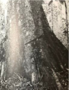 Base: cinq à six contreforts s'élevant de deux à trois mètres et ne s'étendant  de un à deux métres de l'arbre, à profil un peu concave, épais.