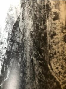 Base: contreforts  minces ailés, s'élevant jusqu à deux  métres. Fût: souvent sinueux, cylindrique, long 25 m, diamètre 1.1 m.