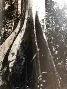 Base: contreforts ailés, peu épais, assez irégulirs, s'élevant jusqu à deux métres. Fût: droit, cylindrique, long 25 m, diamètre 1 m.