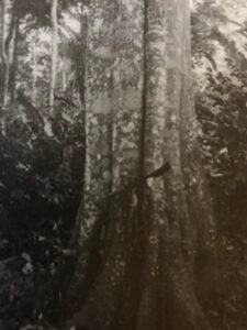 Base: contreforts ailés minces s'élevant assez haut, parfois racines échasses sur terrains humides. Fût: droit cylindrique, long 20 m, diamètre 0.90 m, sur terrains humides fût bosselé canelé, plus court.