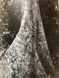 Base: contreforts  ailés, peu épais, s'élevant jusqu à trois métres. Fût: droit, cylindrique, long 25 m, diamètre 1 m.