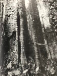 Base: fort empattement. Fût: droit mais pas toujours régulier, cannelé, long 20 m, diamètre 1 m.