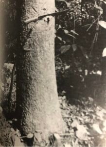 Base: empattement. Fût: droit bosselé, long 10 m, diamètre 0.60 m.