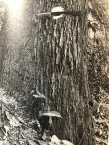 Base: cylindrique, épaissie chez les vieux arbres. Fût:  remarquablement droit et cylindrique. long 35 m, diamètre 3 m et plus.