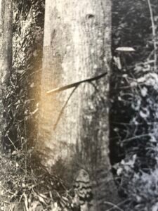 Base: à peine épaissie, un peu cannelée.
Fût: plus ou moins sinueux, court, long 20 m diamètre 2 m.