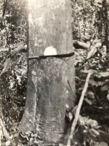 Base: empattement peu prononcé. Fût: droit, long 20 m, diamètre 0.80 m