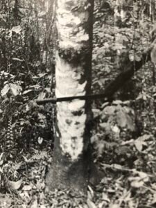 Base: grosses pattes. Fût: un peu sinueux, parfois bosselé, cannelé sur environ cinq mètres, long 15 m diamètre 0.80 m.