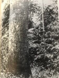 Base: cylindrique. Fût: droit et cylindrique, long 25 m, diamètre 1 m.