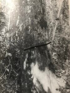 Base: empattement. Fût: tortueux, cannelé, long 15 m, diamètre 1.7 m.