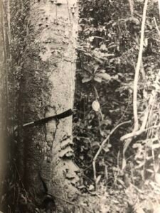 Base: empattement. Fût: droit, cylindrique, garni de nombreuses grosses épines conique aplaties horizontalement qui disparaissent chez les arbres agés.
