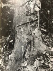 Base: fort empattement se prolongeant par d'épaisses racines.Fût: droit, cylindrique, long 20 m diamètre 1.5 m.