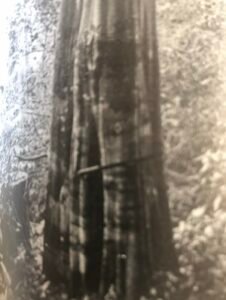 Base: cannelée. Fût: sinueux, diforme, cannelé sur toute la hauteur, long 15 m, diamètre 1 m.