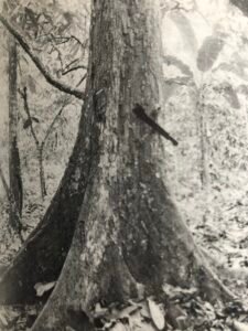 Base: contreforts minces s'élevantassez haut.Fût: souvent cannelé à la base puis droit cylindrique, long 25 m diamètre 1.5 m.