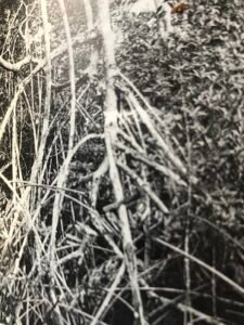 Base: racines échasses en arceaux, enchevêtrées. Fût: droit, cylindrique, long 20 m diamètre 1 m.