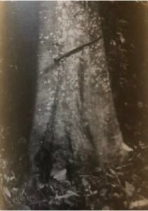 Base: épaissie. Fût: droit, cylindrique, long 30 m, diamètre 1 m.