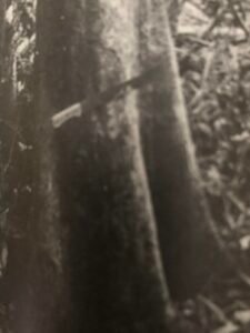 Base: cannelée. Fût: droit cylindrique, long 20 m diamètre 0.60 m.