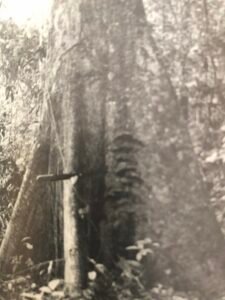 Base: contreforts plus ou moin développés.Fût: plus ou moins sinueux, plus ou moins cylindrique,  long 20 m diamètre 1 m.