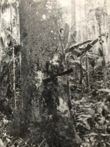 Base: cylindrique ou un peu épaisie. Fût: droit très cylindrique, long 25 m diamètre 1.20 m.