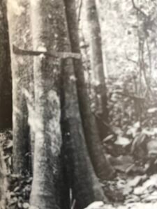 Base: légèrement épaissie et cannelée.Fût: droit, cylindrique, très souvent cannlé à la base, long 20 m diamètre 0.80 m.