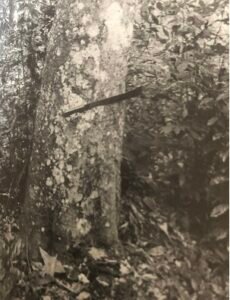 Base: cylindrique et parfois cannelée. Fût: droit, parfois tortueux, cylindrique, long 15 m diamètre 1 m.