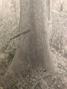 Base: épaissie et cannelée chez les gros arbres. Fût: droit et cylindrique, long 20 m diamètre 1.20 m