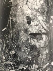 Base: épaissie et cannelée. Fût: droit et cylindrique, long 25 m diamètre 1.2 m.