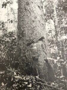 Base: un peu épaissie. Fût: droit pas très cylindrique, long 20 m diamètre 1.20 m.