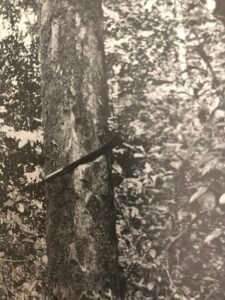 Base: cylindrique.Fût: droit et cylindrique, long 15 m diamètre 0.90 m.