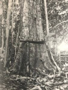Base: empattement ou petits contreforts. Fût: irrégulier, cannelé, long 15 m diamètre 0.80 m.