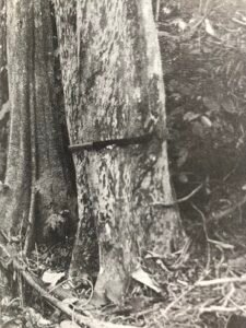 Base: presque cylindrique. Fût: un peu sinueux, long 20 m diamètre 0.60 m.