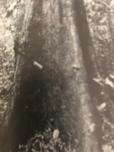 Base: empattement important. Fût: tortueux et irréguliérement cannelé, long 20 m diamètre 1 m.