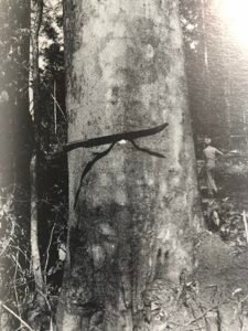 Base: épaissie.Fût: droit et cylindrique, long 25 m diamètre 1.2 m.