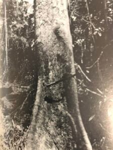 Base: contreforts.Fût: droit, cylindrique, long 25 m diamètre 0.90 m.