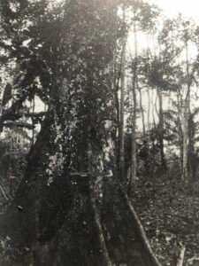 Base: soit contreforts épais, peu élevés, soit empattement se prolongeant par des grosses racines.
Fût: droit cylindrique, long 25 m diamètre 2 m.