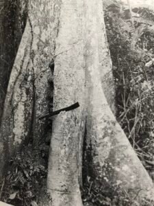 Base: contreforts à arète arrondie, assez élevés. Fût: droit, cylindrique, long 25 m diamètre 1.5 m.