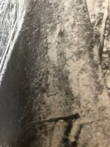 Base: habituellement sans contreforts, élevés chez les vieux sujets. Fût: droit, cylindrique, long 15 m diamètre 1 m.