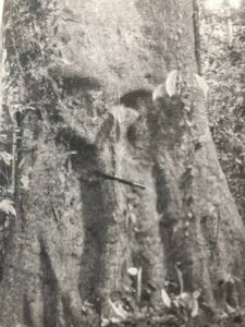 Base: empattement assez important. Fût: difforme cannelé, long 15 m diamètre 1 m, le fût des gros arbres est complètement creux.