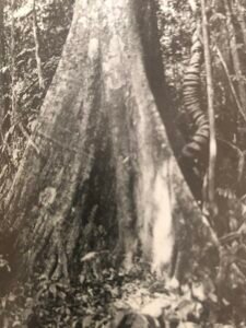 Base: contreforts minces ailés, sélevant de six à huit mètres et s'étendant à plusieurs mètres du pied, chez les très gros arbres, la basse est généralement pourrie et creuse..