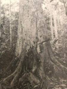 Base: contreforts épais, non ailé, pouvant monter de trois à quatre mètres.Fût: droit et cylindrique, parfois cannelé à la base, long 25 m diamètre 1.5 m.