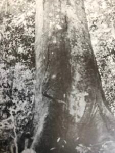 Base: cinq à six petits contreforts droits inclinés à 45°, peu épais, s'étendant loin du fût. Fût: droit, cylindrique, long 20 m diamètre 1.50 m.