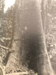 Base: cylindrique mais parfois empattement(contreforts chez les très gros arbres). Fût: ni très droit, ni très cylindrique, long 25 m diamètre 1.5 m.